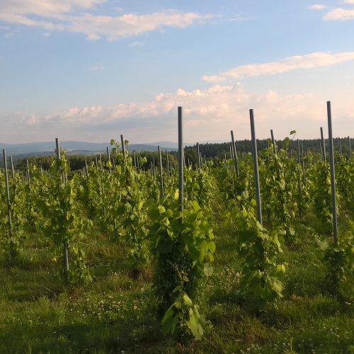 Winnica Bączal Górny
